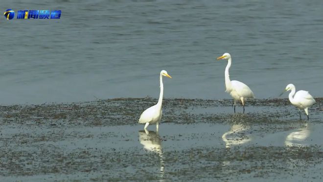 无人机行业纵览（2024年8月12-18日）物流、搜救、外卖、生态…(图13)
