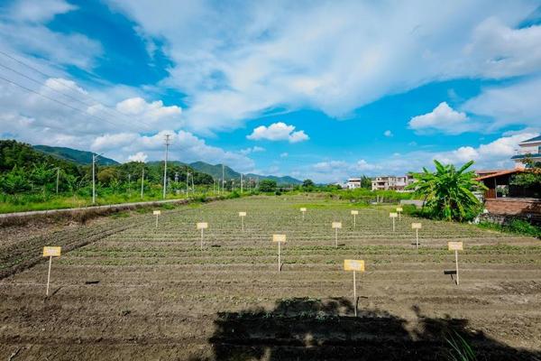 瑞众保险乡村振兴产业园开启第二季种植“聚宝盆”里再迎“西瓜红”(图1)