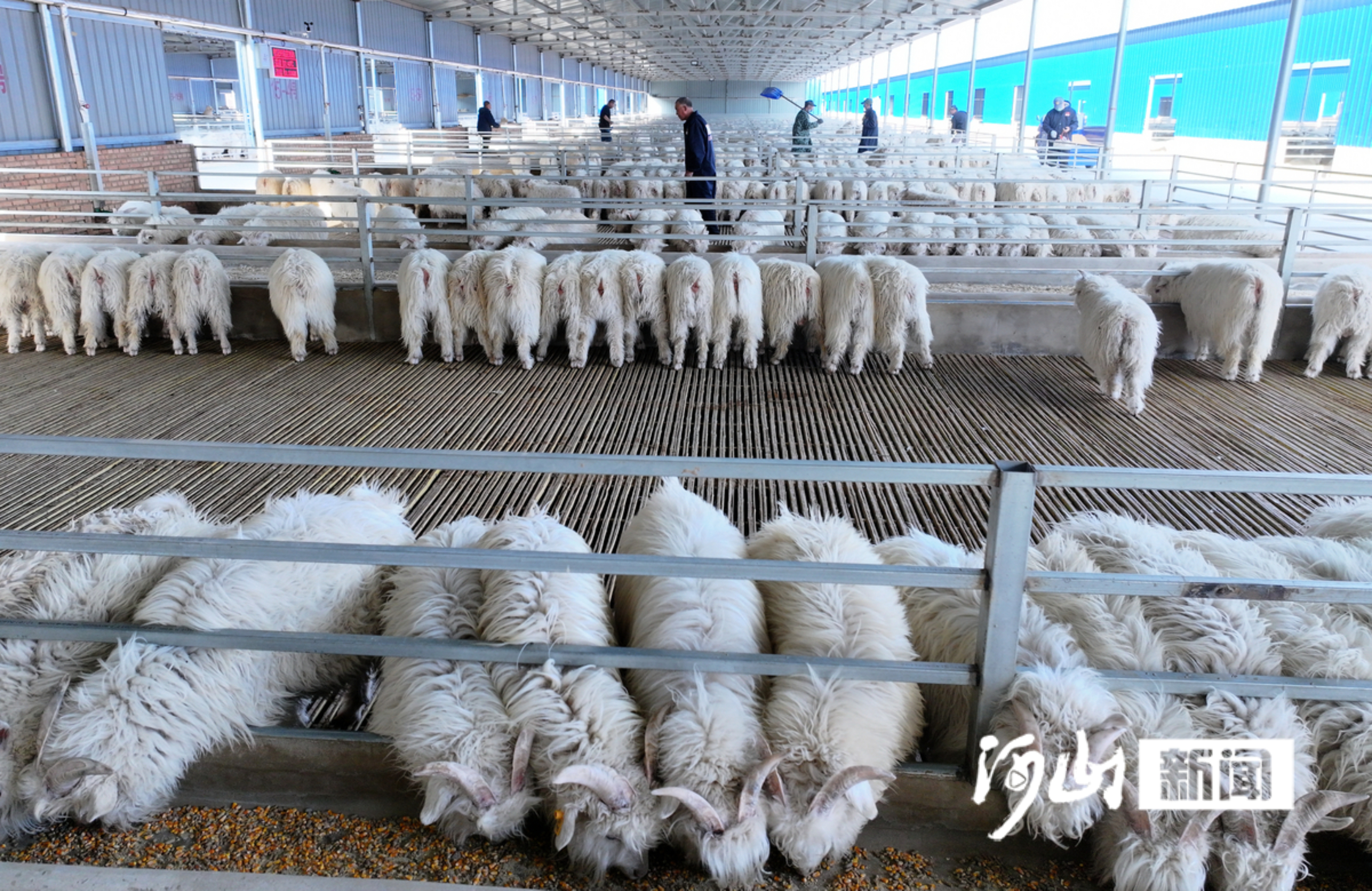 数“智”赋能闯新路——怀安以特色产业助推高质量发展(图1)